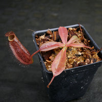 Nepenthes hamata x (veitchii x lowii), BE-4057