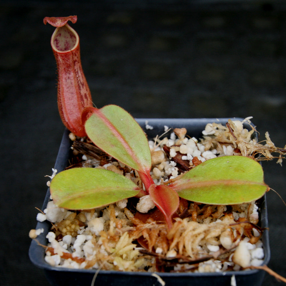 
                      
                        Nepenthes dactylifera
                      
                    