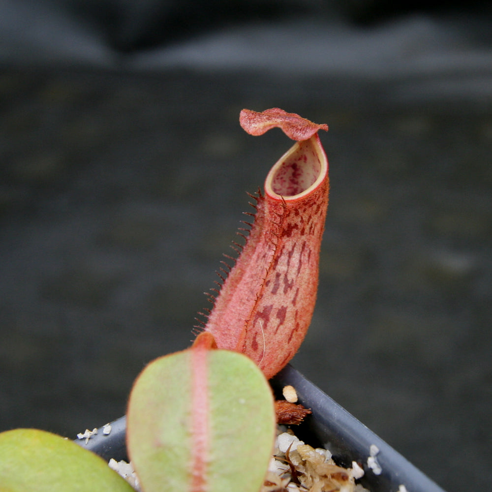 
                      
                        Nepenthes dactylifera
                      
                    