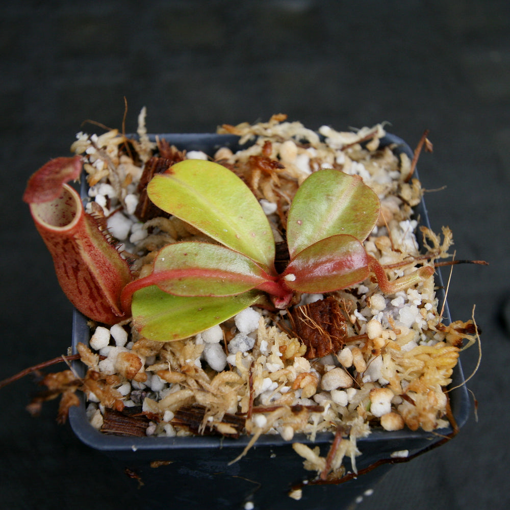 
                      
                        Nepenthes dactylifera
                      
                    