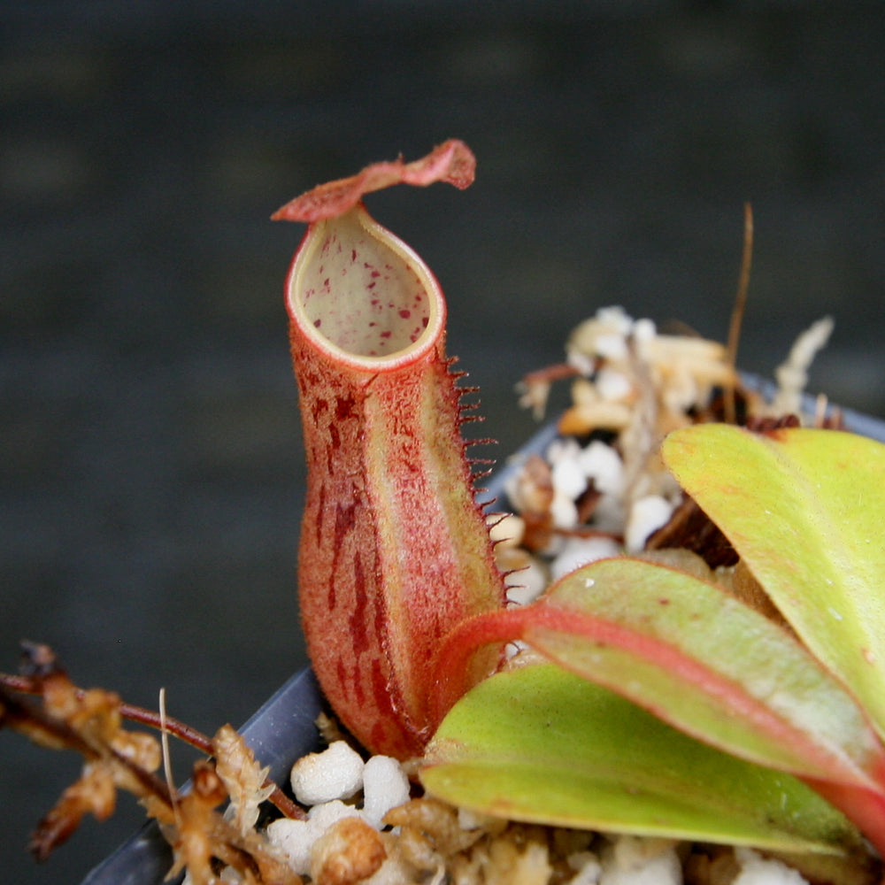
                      
                        Nepenthes dactylifera
                      
                    