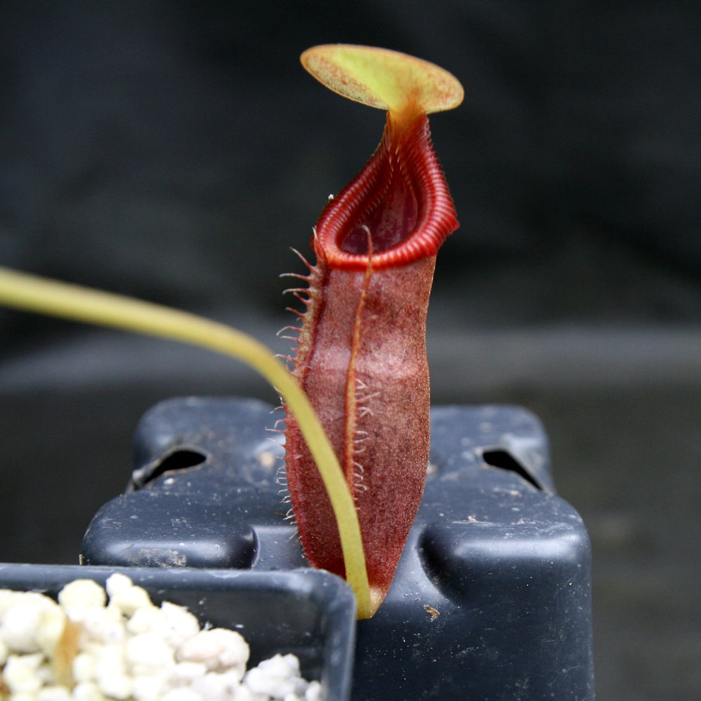 
                      
                        Nepenthes singalana x ovata, BE-3882, pitcher plant, carnivorous plant, collectors plant, large pitchers, rare plants
                      
                    