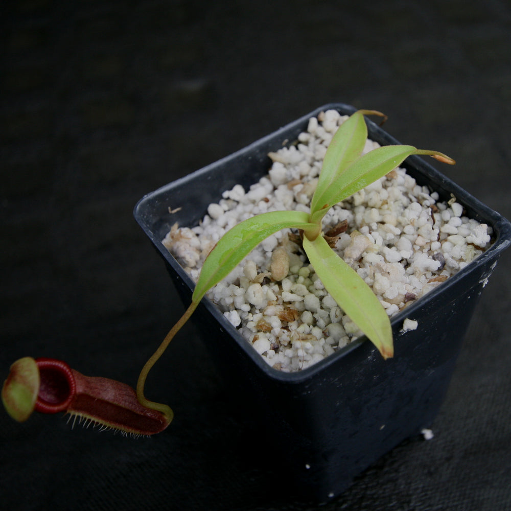 
                      
                        Nepenthes singalana x ovata, BE-3882, pitcher plant, carnivorous plant, collectors plant, large pitchers, rare plants
                      
                    