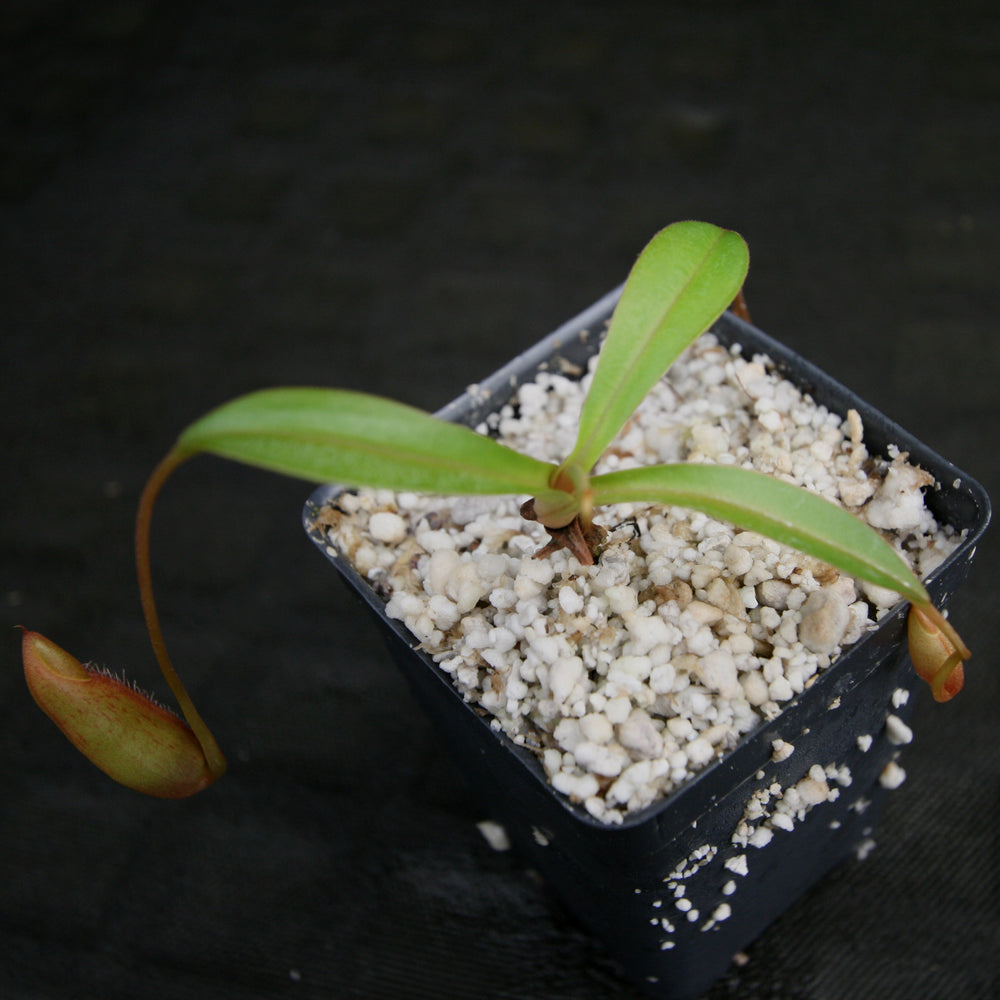 
                      
                        Nepenthes singalana x ovata, BE-3882, pitcher plant, carnivorous plant, collectors plant, large pitchers, rare plants
                      
                    