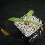 Nepenthes singalana x ovata, BE