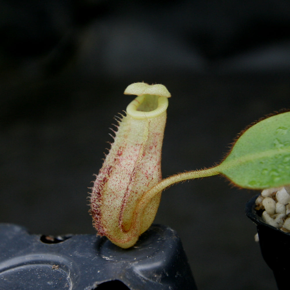 
                      
                        Nepenthes burbidgeae
                      
                    