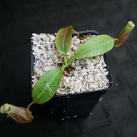 Nepenthes burbidgeae