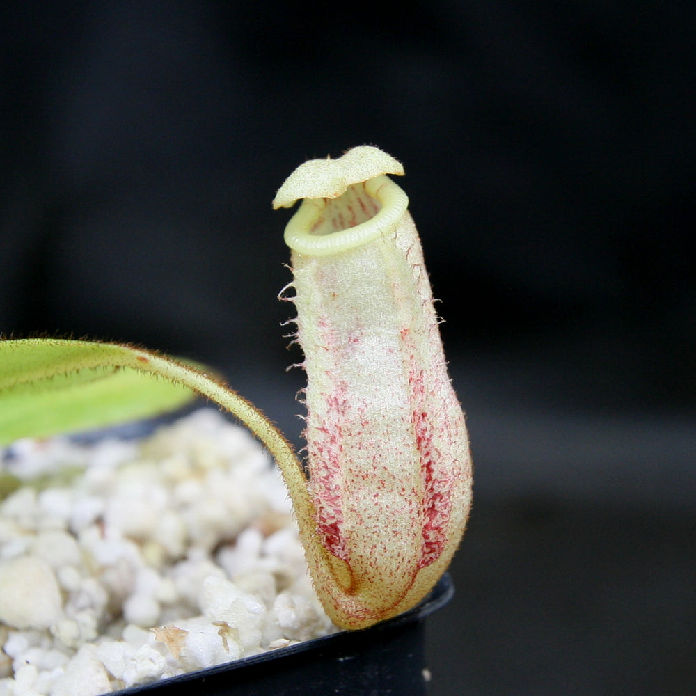 
                      
                        Nepenthes burbidgeae
                      
                    
