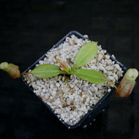Nepenthes burbidgeae