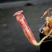Nepenthes glandulifera