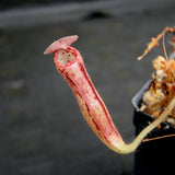 Nepenthes glandulifera