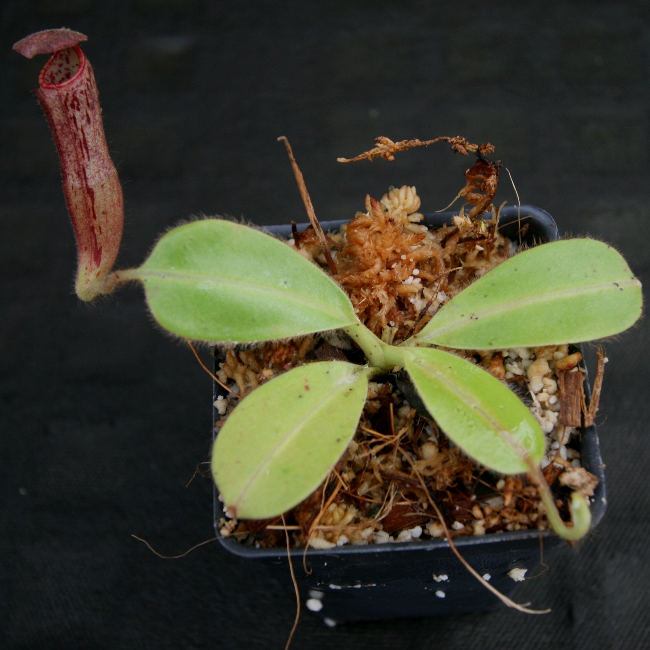 Nepenthes glandulifera, BE-3766 – Carnivero