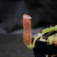Nepenthes glandulifera