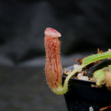 Nepenthes glandulifera