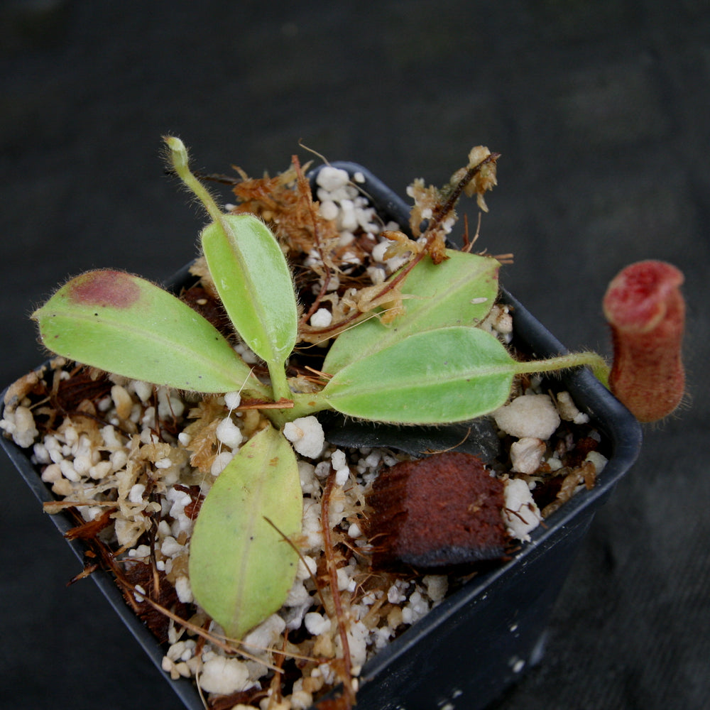 
                      
                        Nepenthes glandulifera, BE-3766
                      
                    