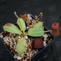 Nepenthes glandulifera