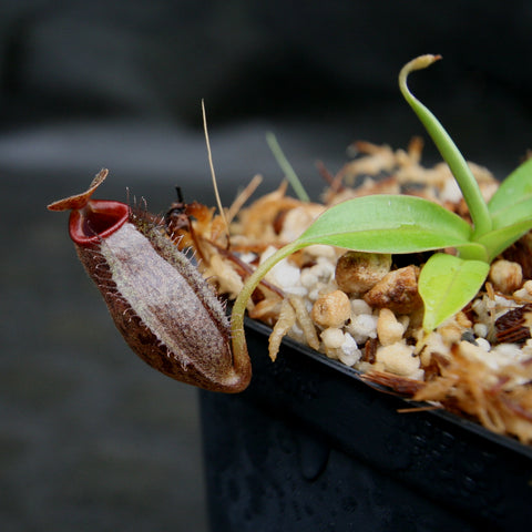 Nepenthes ramispina x aristolochioides BE-3926 pitcher plant with a brown hanging pitcher and green leaves in a pot