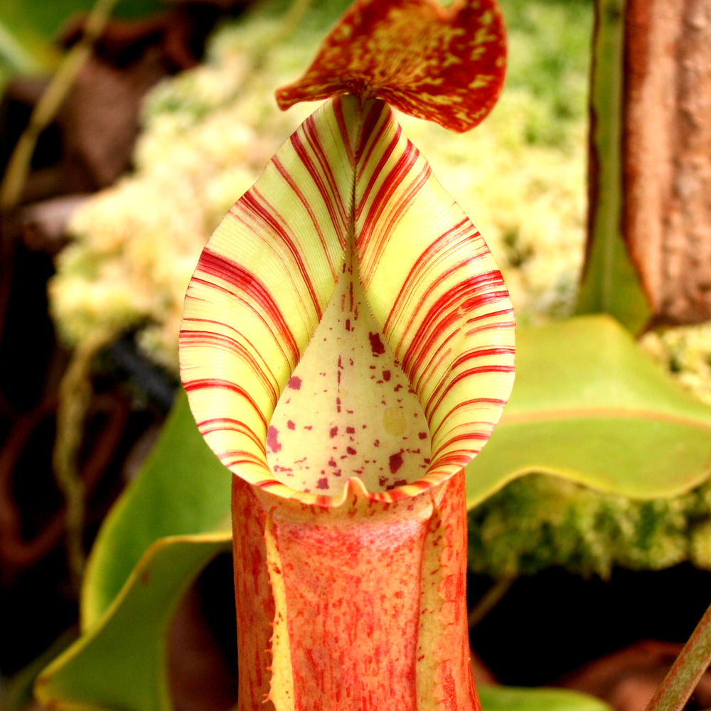 
                      
                        Nepenthes 'Splendid Diana' x veitchii "Pink Candy Cane", CAR-0032
                      
                    