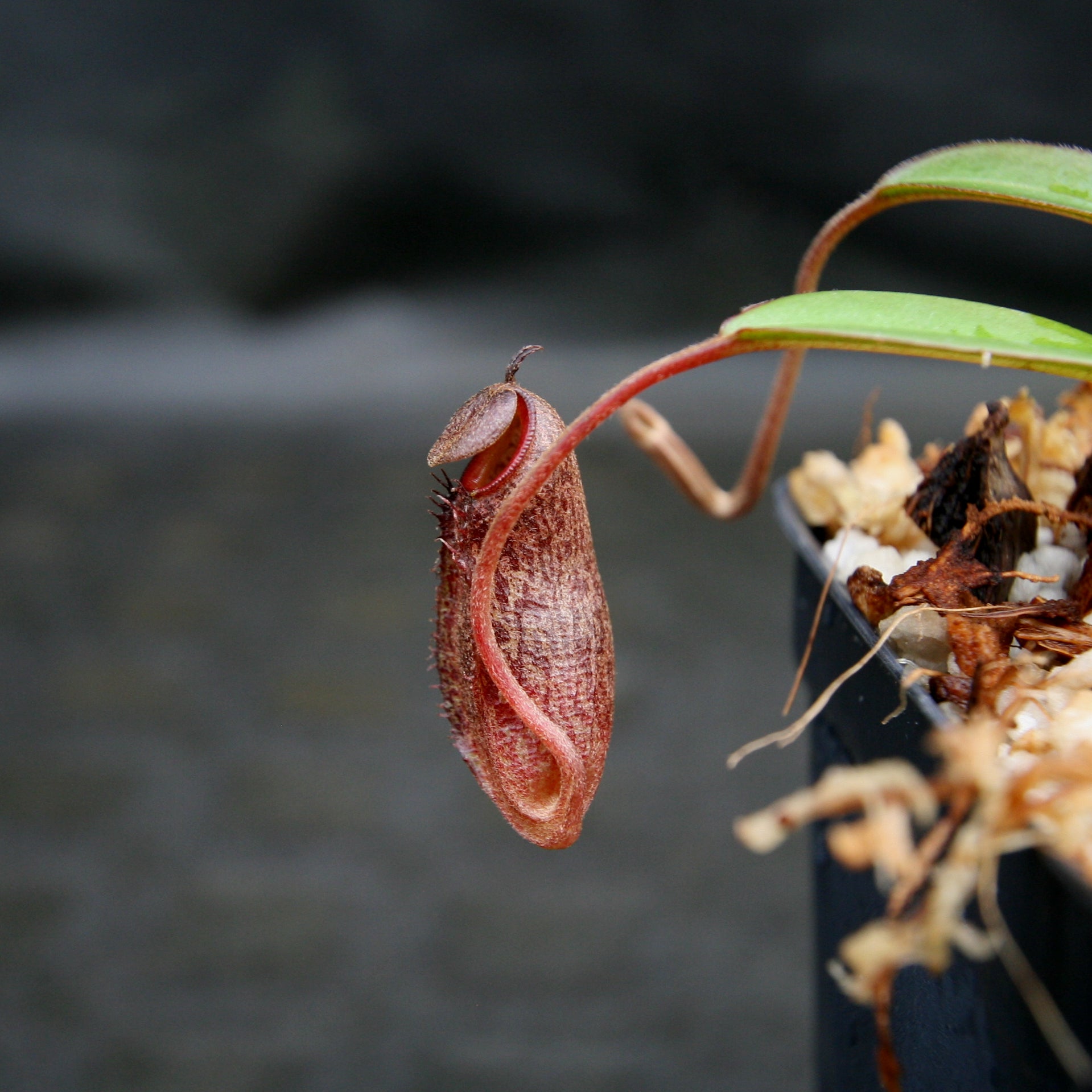 Nepenthes ramispina x aristolochioides, BE-3926 – Carnivero