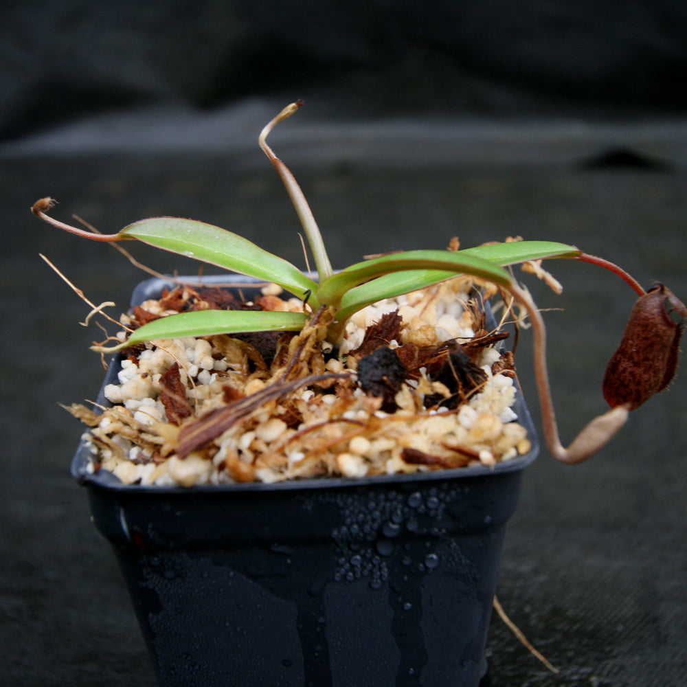 
                      
                        Nepenthes ramispina x aristolochioides, BE-3926
                      
                    