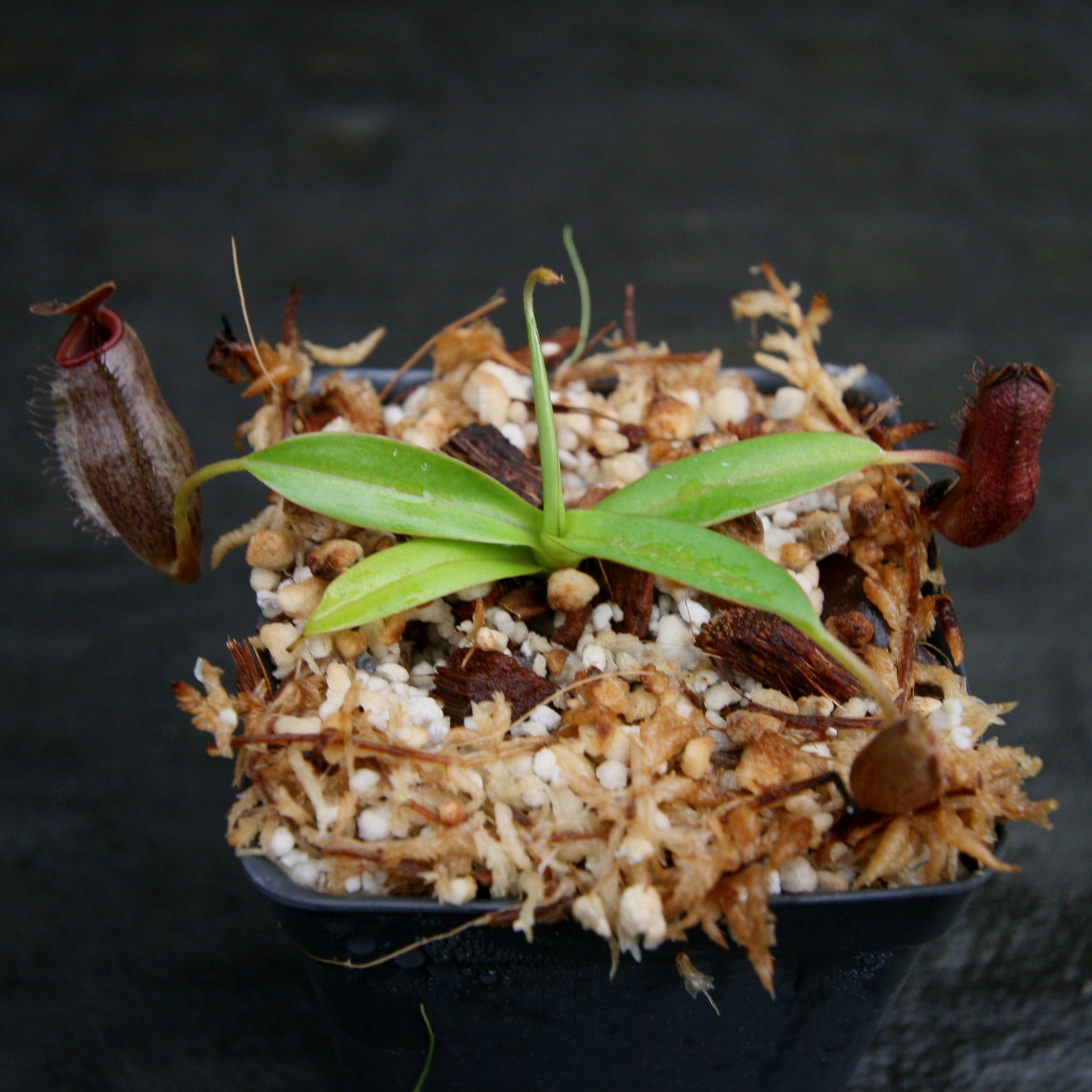 Nepenthes ramispina x aristolochioides, BE-3926 – Carnivero