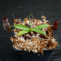 Nepenthes ramispina x aristolochioides, BE-3926