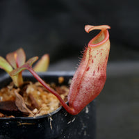 Nepenthes burbidgeae x mira