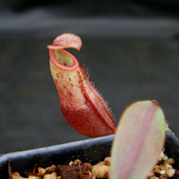 Nepenthes burbidgeae x mira