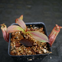Nepenthes burbidgeae x mira