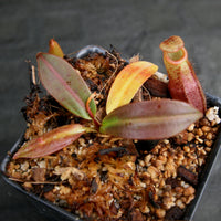 Nepenthes burbidgeae x mira