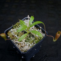 Nepenthes jamban