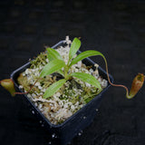 Nepenthes jamban