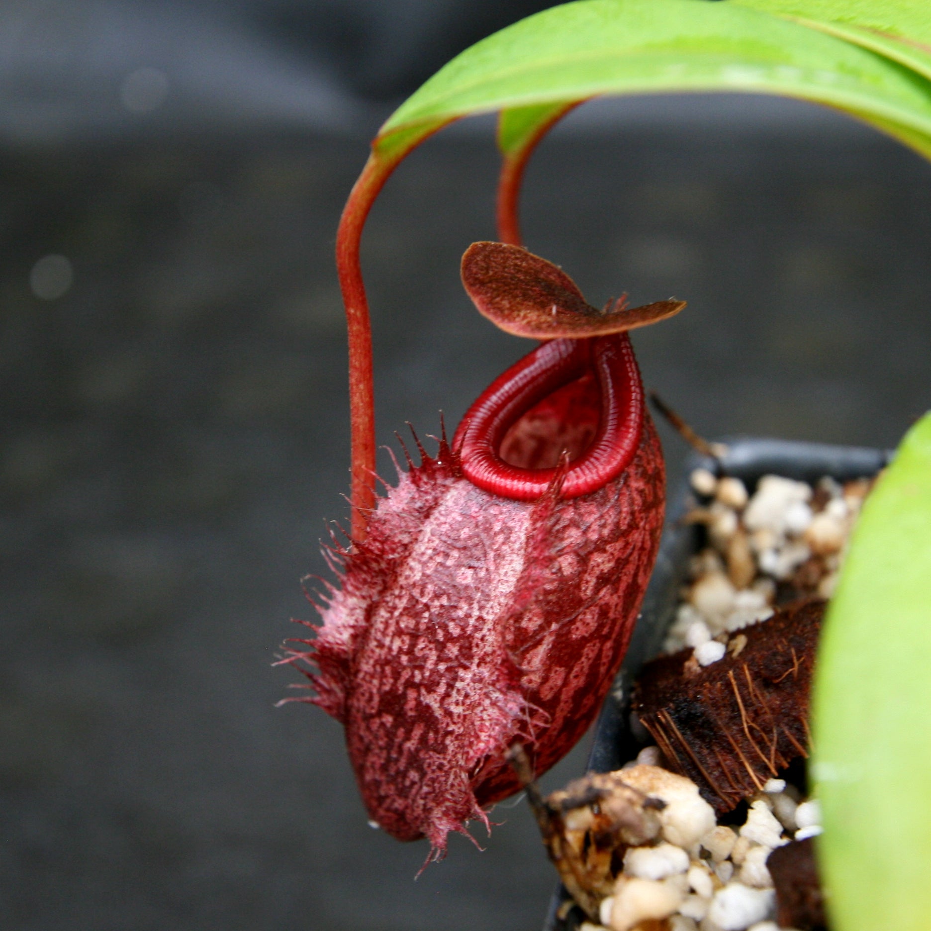 Nepenthes merrilliana x aristolochioides – Carnivero