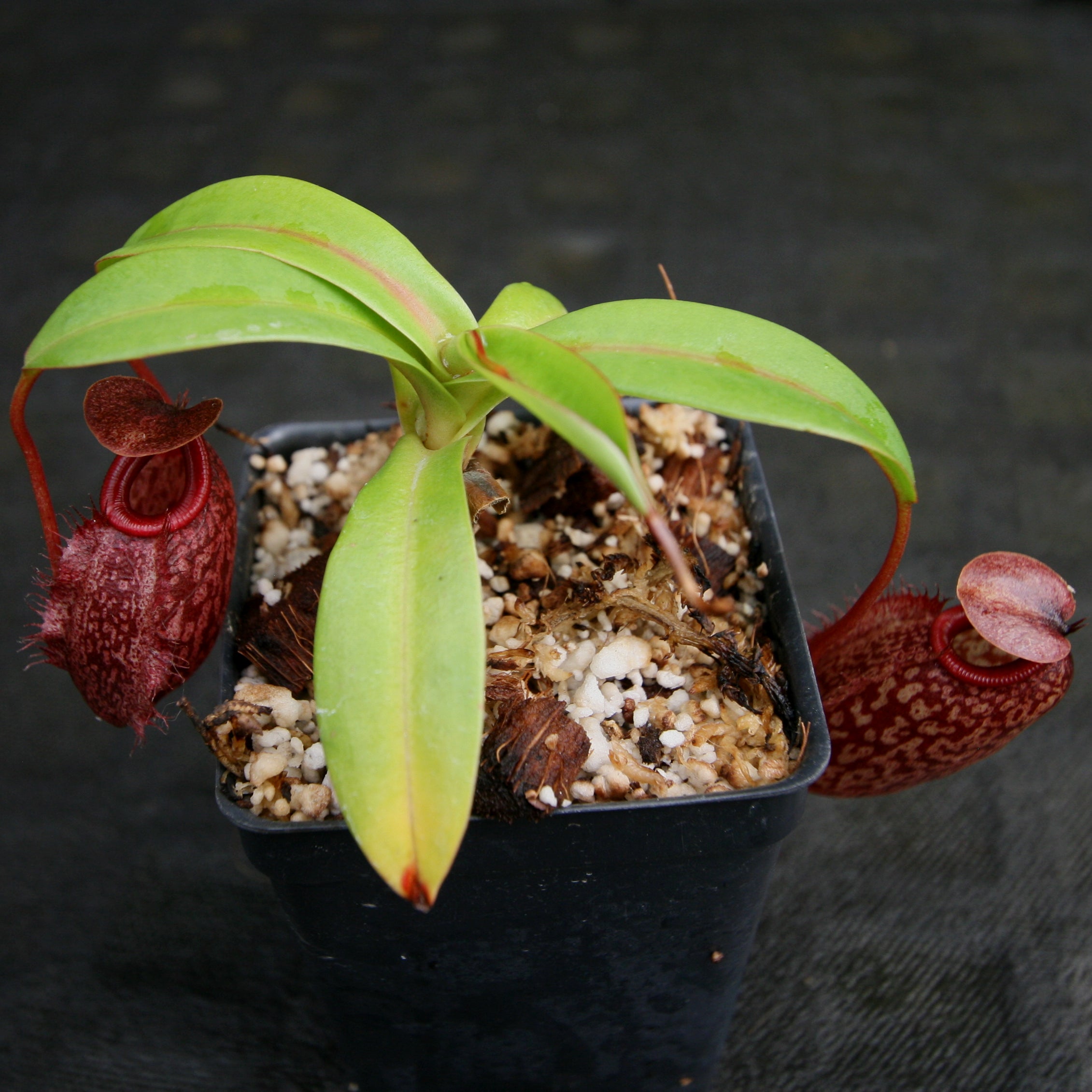 Nepenthes merrilliana x aristolochioides – Carnivero