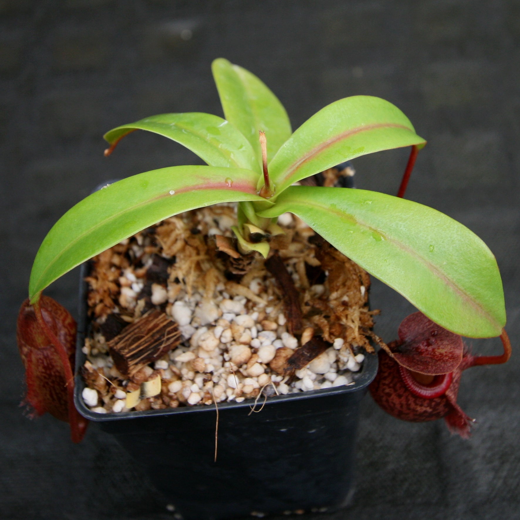 Nepenthes merrilliana x aristolochioides – Carnivero