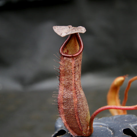 Close up of a tall red Nepenthes ramispina x robcantleyi pitcher with a beige lid.