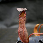 Nepenthes ramispina x robcantleyi