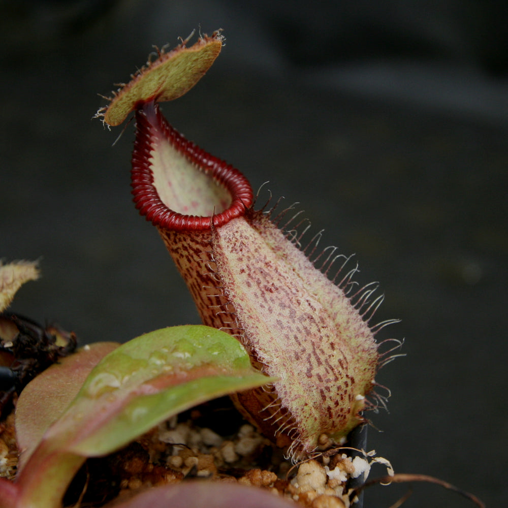 
                      
                        Nepenthes robcantleyi x hamata
                      
                    