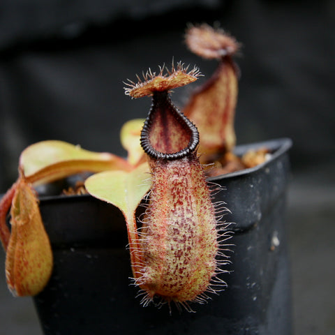 Nepenthes robcantleyi x hamata pitcher with dark ribbed peristome and fringed lid in a black pot