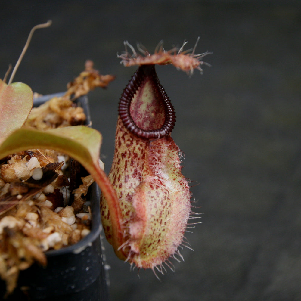 
                      
                        Nepenthes robcantleyi x hamata
                      
                    