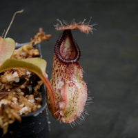 Nepenthes robcantleyi x hamata