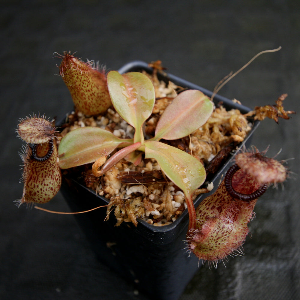 
                      
                        Nepenthes robcantleyi x hamata
                      
                    