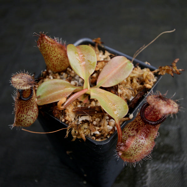 Nepenthes robcantleyi x hamata