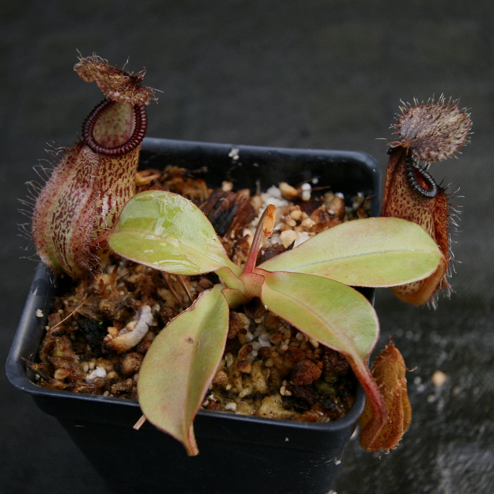 
                      
                        Nepenthes robcantleyi x hamata
                      
                    