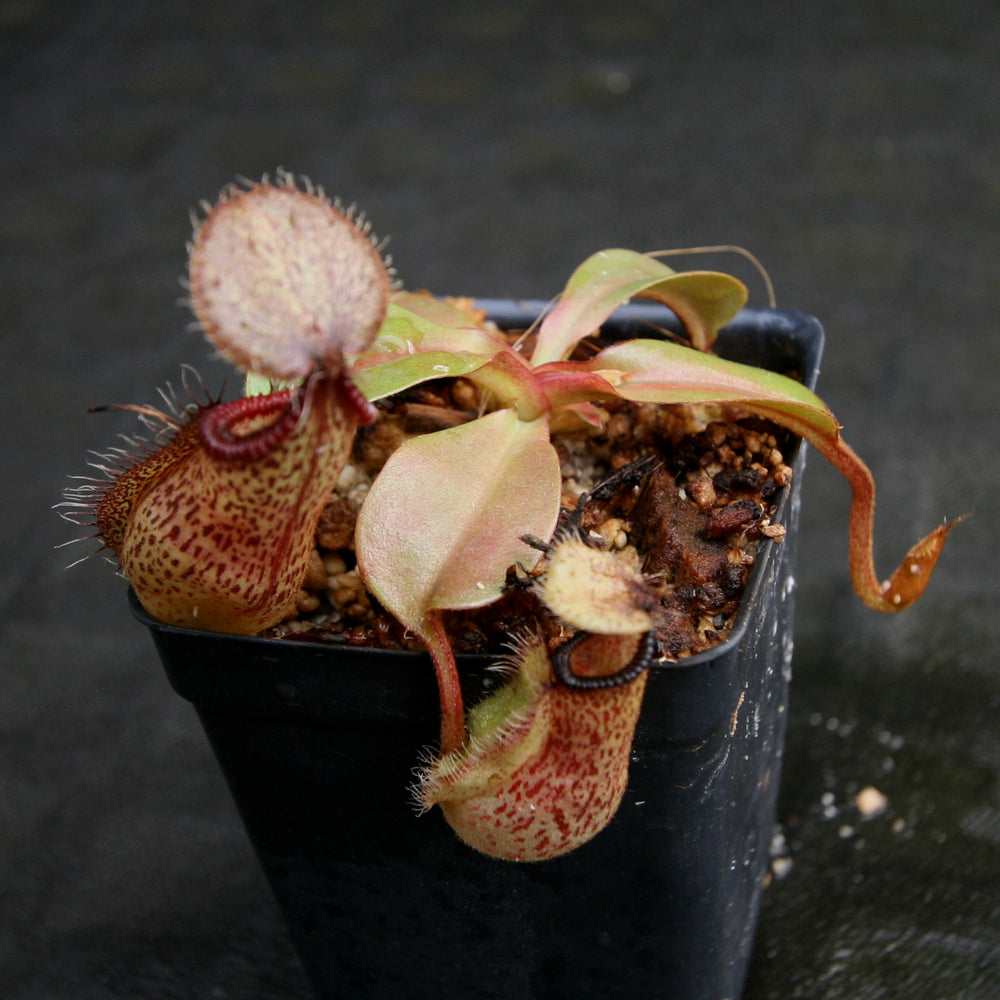 
                      
                        Nepenthes robcantleyi x hamata
                      
                    