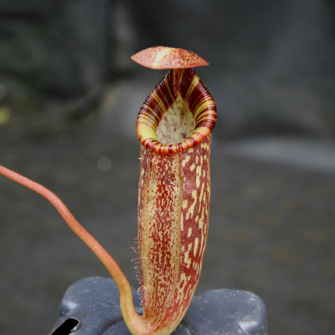 Nepenthes talangensis x spectabilis pitcher with mottled maroon and cream body and striped red peristome.