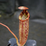 Nepenthes talangensis x spectabilis
