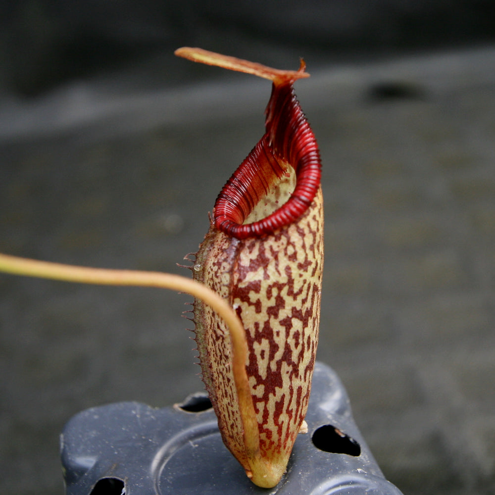 
                      
                        Nepenthes talangensis x spectabilis, pitcher plant, carnivorous plant, collectors plant, large pitchers, rare plants
                      
                    