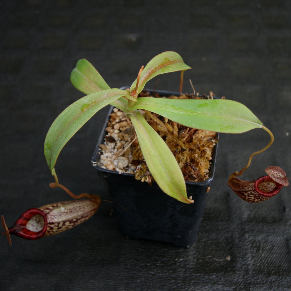 
                      
                        Nepenthes talangensis x spectabilis, pitcher plant, carnivorous plant, collectors plant, large pitchers, rare plants
                      
                    