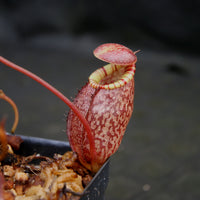 Nepenthes spectabilis x tenuis